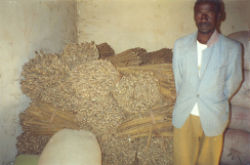 La production de millets