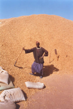 Production d'arachides